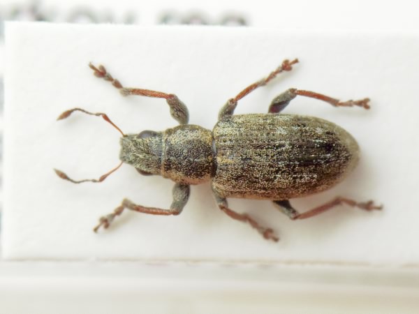 Sitona lateralis Gyllenhal, 1834